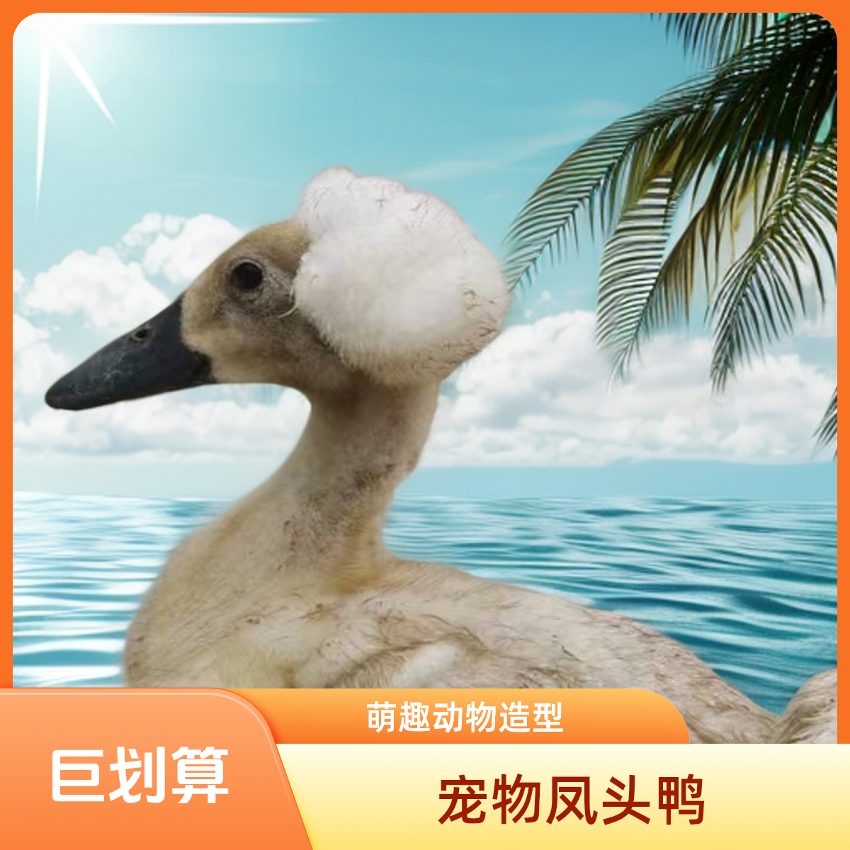 宠物凤头鸭拍3只送3只到手6只    包邮