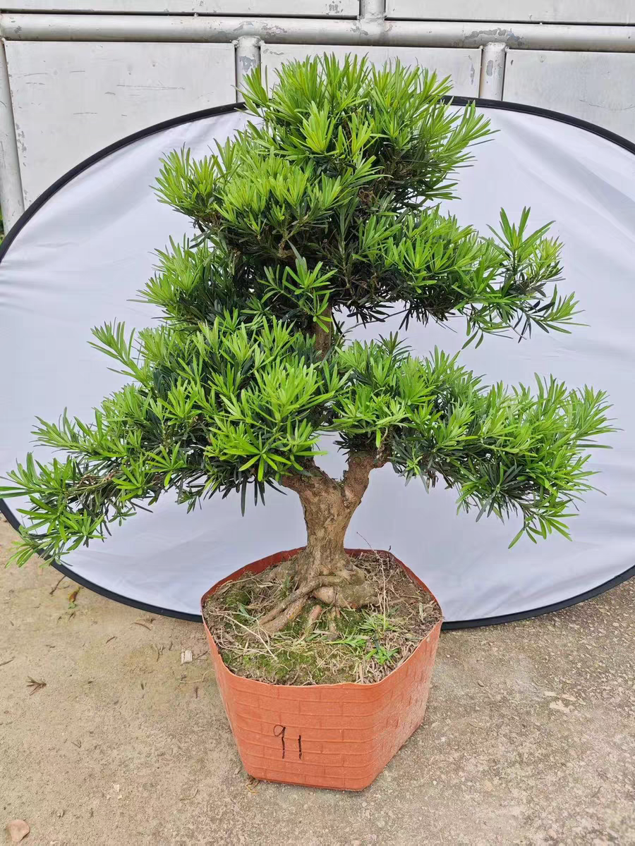 高档名贵罗汉松盆栽老桩绿植盆景防辐射吸收二氧化硫新手净化空气