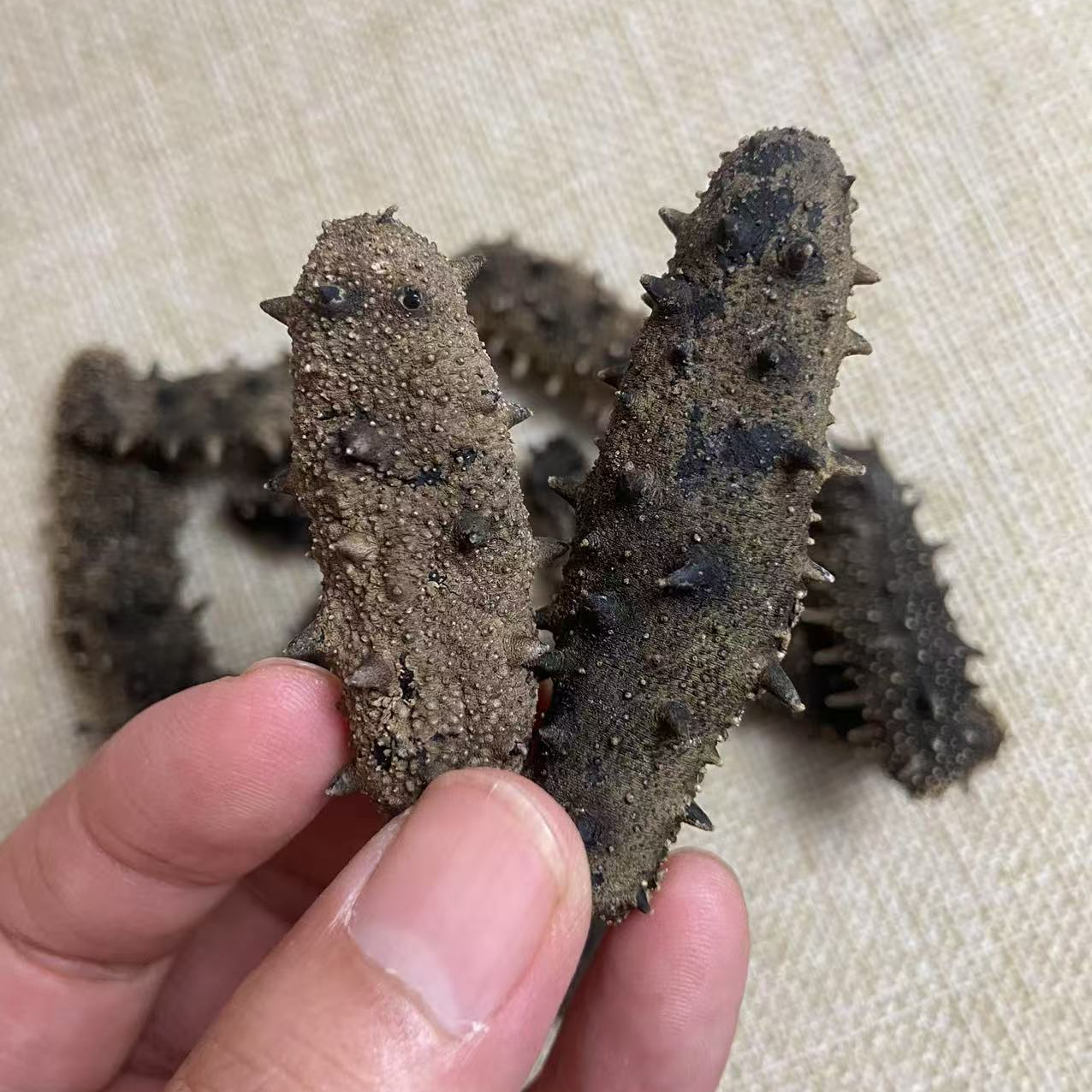九月印象【有机海参】威海干海参肉质肥厚孕产妇术后滋补佳品高泡发