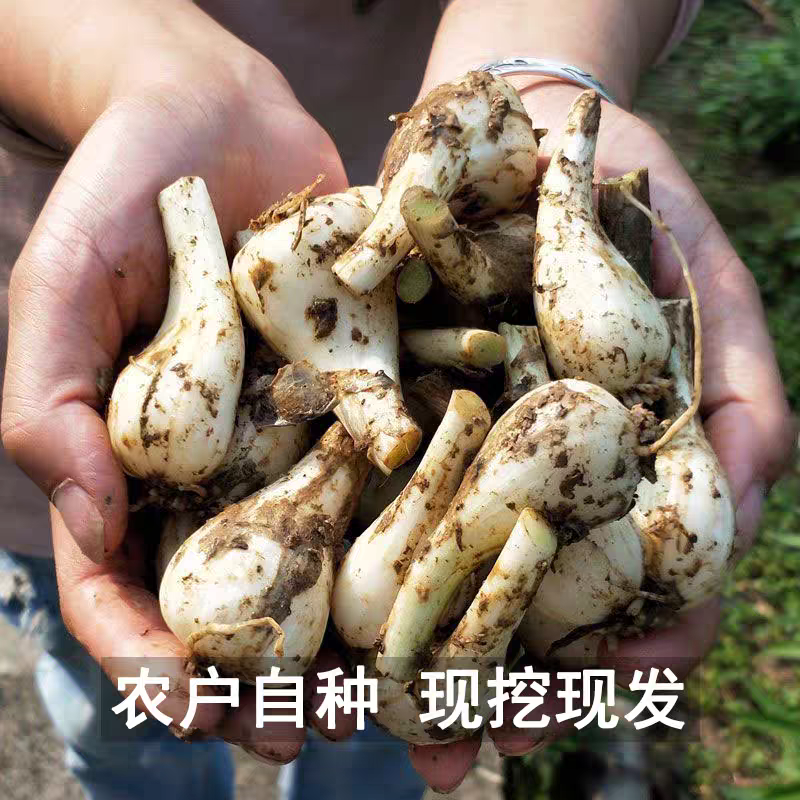 藠头新鲜现挖5斤荞头大个茭头葱教头小蒜湖北交桥头蒜泡菜姜蔬菜