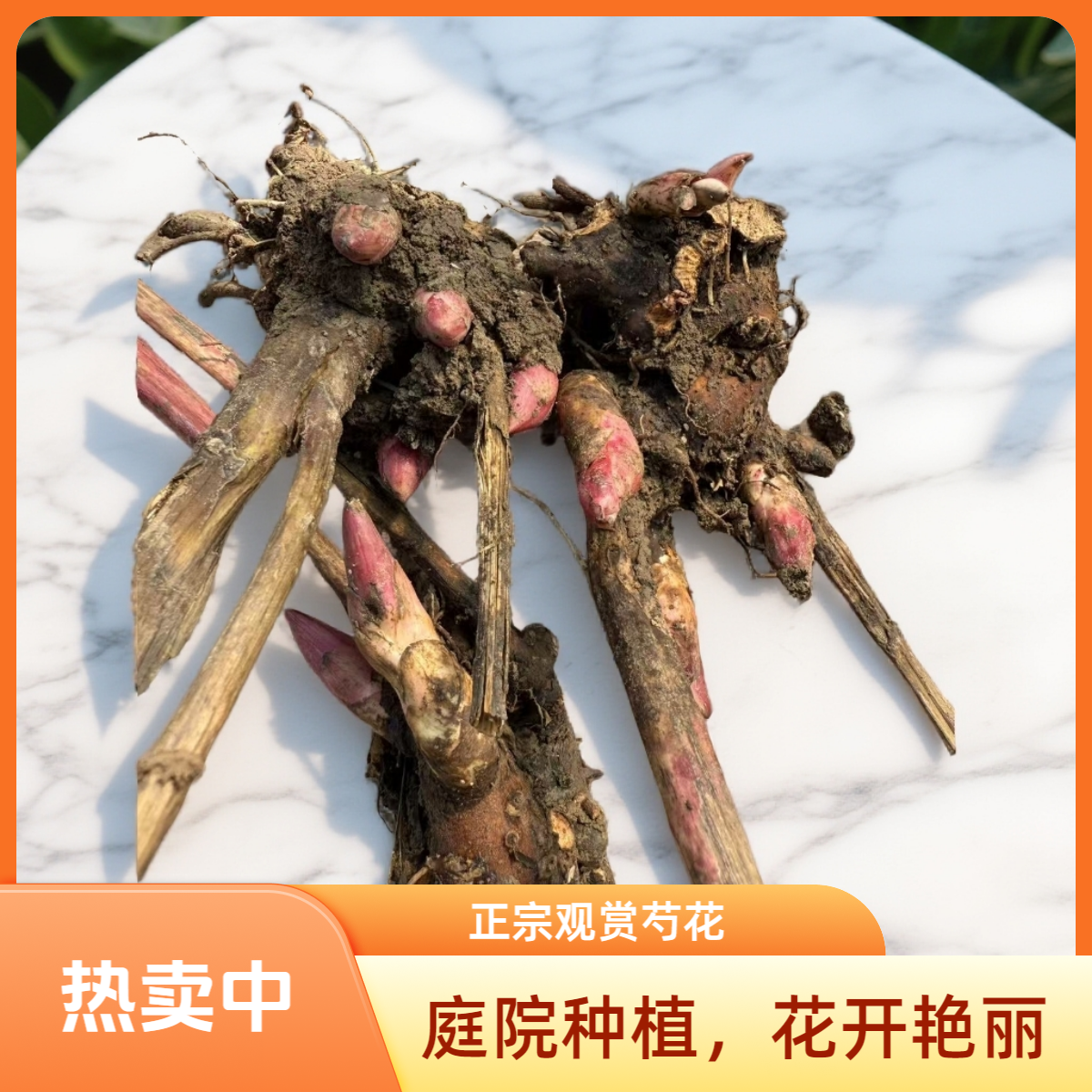 正宗观赏芍花芽，基地繁育，芽头饱满，庭院种植，花开艳丽，千层花朵