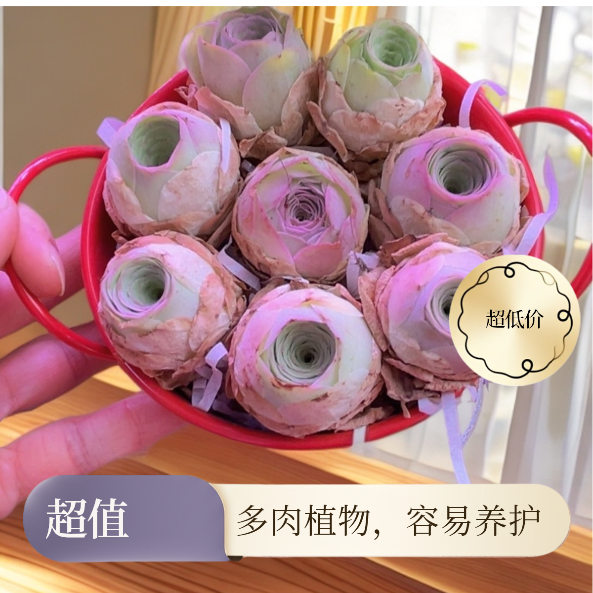 水蜜桃山地玫瑰多肉盆栽室内阳台办公室好养只含6颗1 - 3公分的花