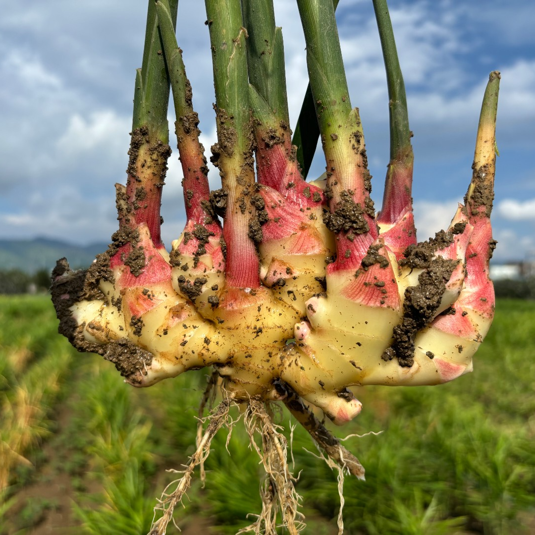 【助农专属】云南小黄姜嫩姜仔姜红芽嫩姜新鲜现挖姜味十足