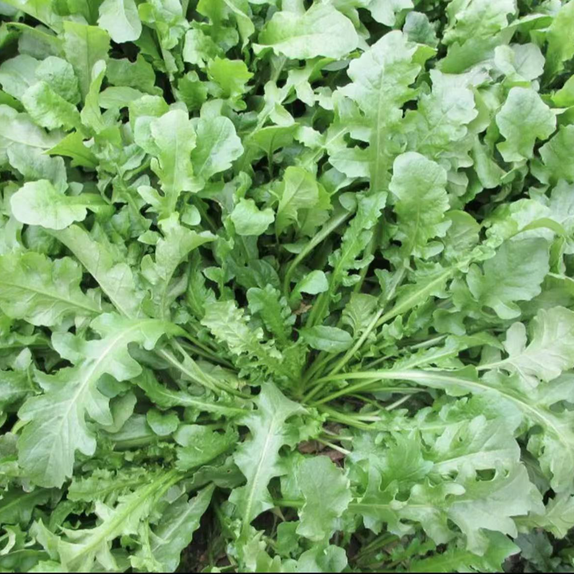 【大叶荠菜种子】家庭阳台小院盆栽地栽四季种植饺子菜