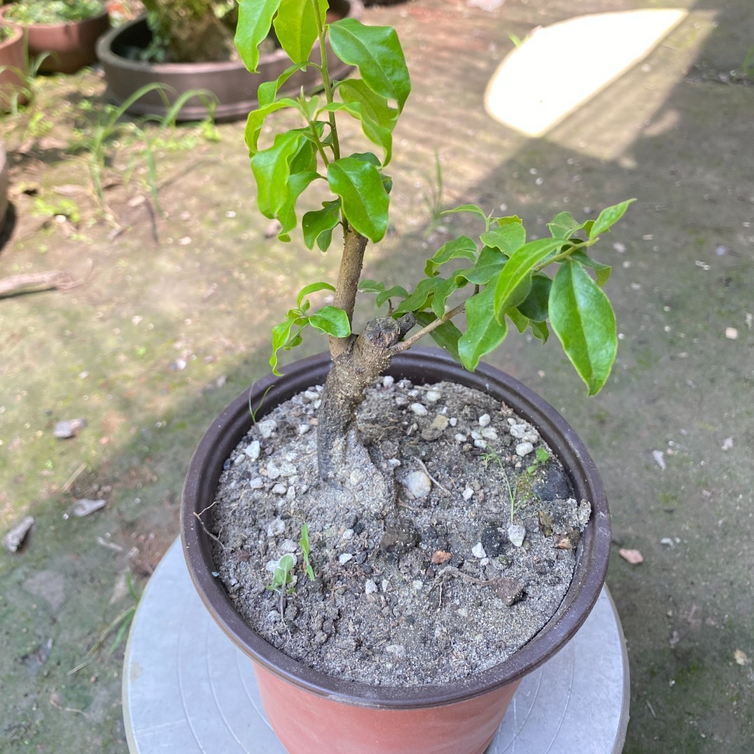 金弹子盆景又名瓶兰花 直播间一物一拍下单链接盆栽阳台办公桌