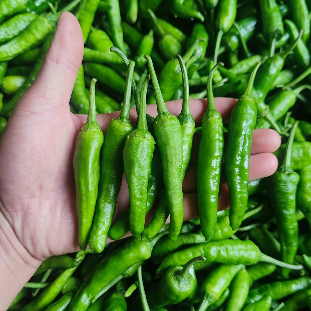 【虎皮辣椒】青阳小辣椒新鲜辣椒当天采摘农家小炒肉微辣虎皮青辣椒
