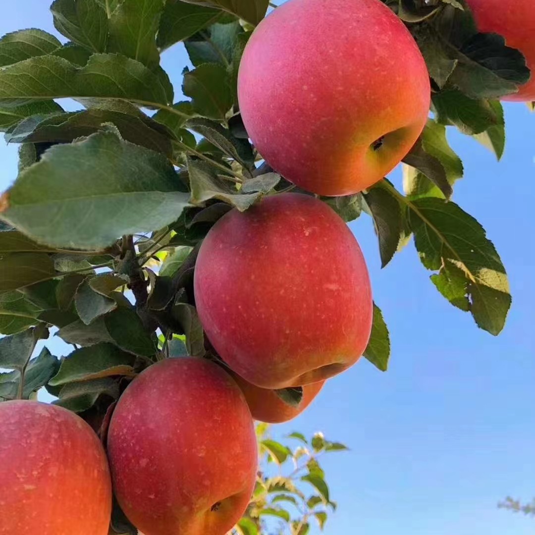 新疆阿克苏冰糖心苹果新鲜采摘 新鑫孰途带箱10斤（中果）