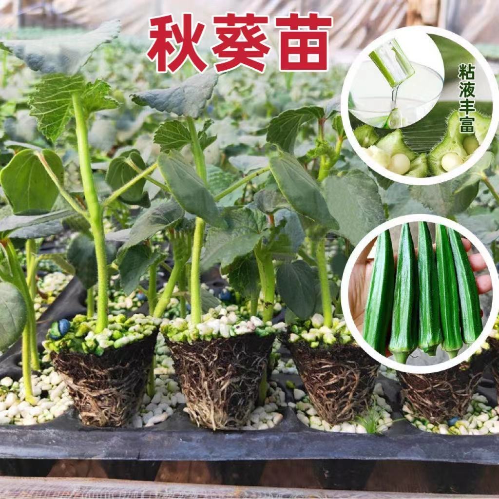 秋葵秧苗高产红秋葵鲜嫩爽口水果黄秋葵四季蔬菜苗阳台盆栽地栽