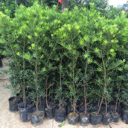 罗汉松树苗四季常青罗汉松庭院阳台植物花卉盆栽绿植可做盆景树桩