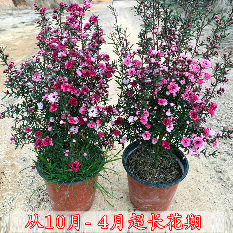 松红梅盆栽带花苞盆栽花卉植物庭院阳台耐寒四季绿植植物好养
