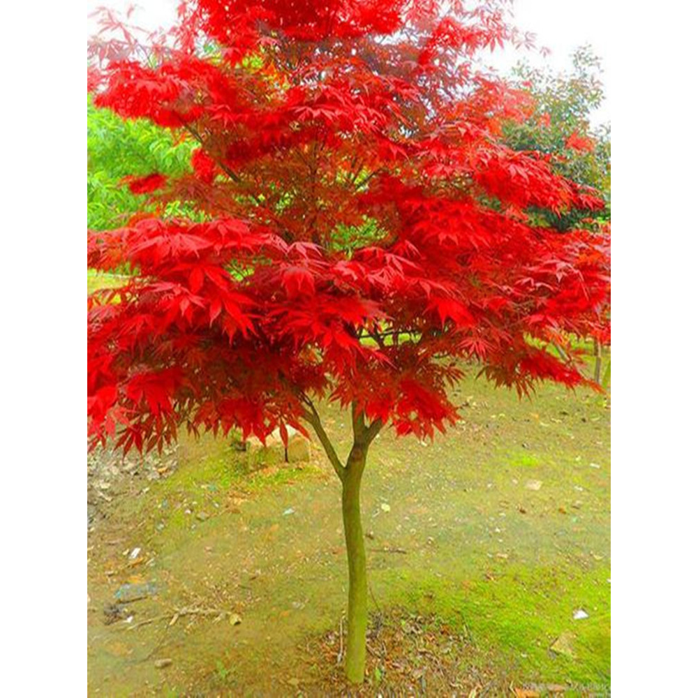 日本红枫树苗红舞姬庭院盆栽美国风景树苗正宗三季红中国红枫小苗