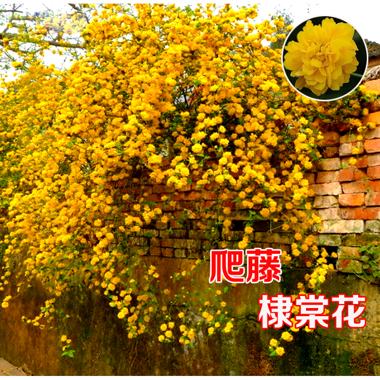 重瓣棣棠花苗盆栽耐荫爬藤攀缘花卉绿植物浓香多花耐寒四季金灿花