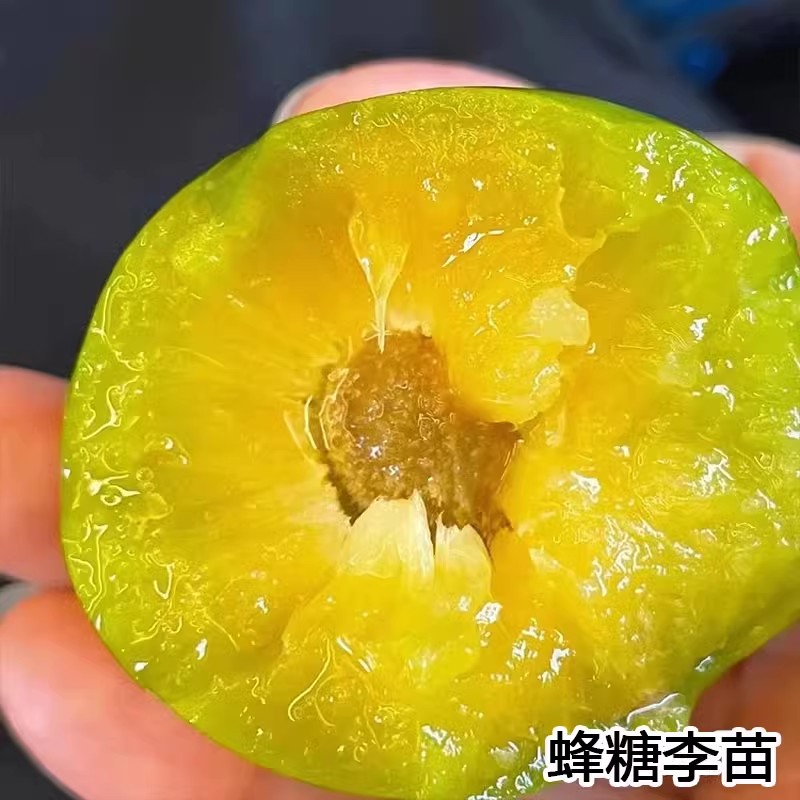 嫁接蜂糖李子树苗嫁接特大晚熟脱骨青脆李子果树苗南北方种李树苗