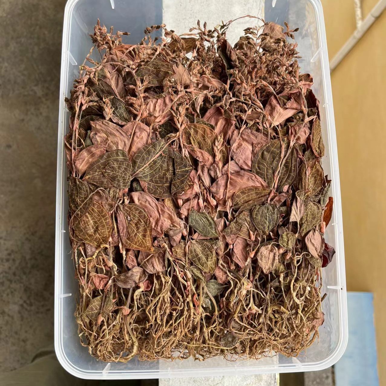 金线莲干品圆叶大棚种植17个月带花苞50号煲汤煮水好食材农产品新