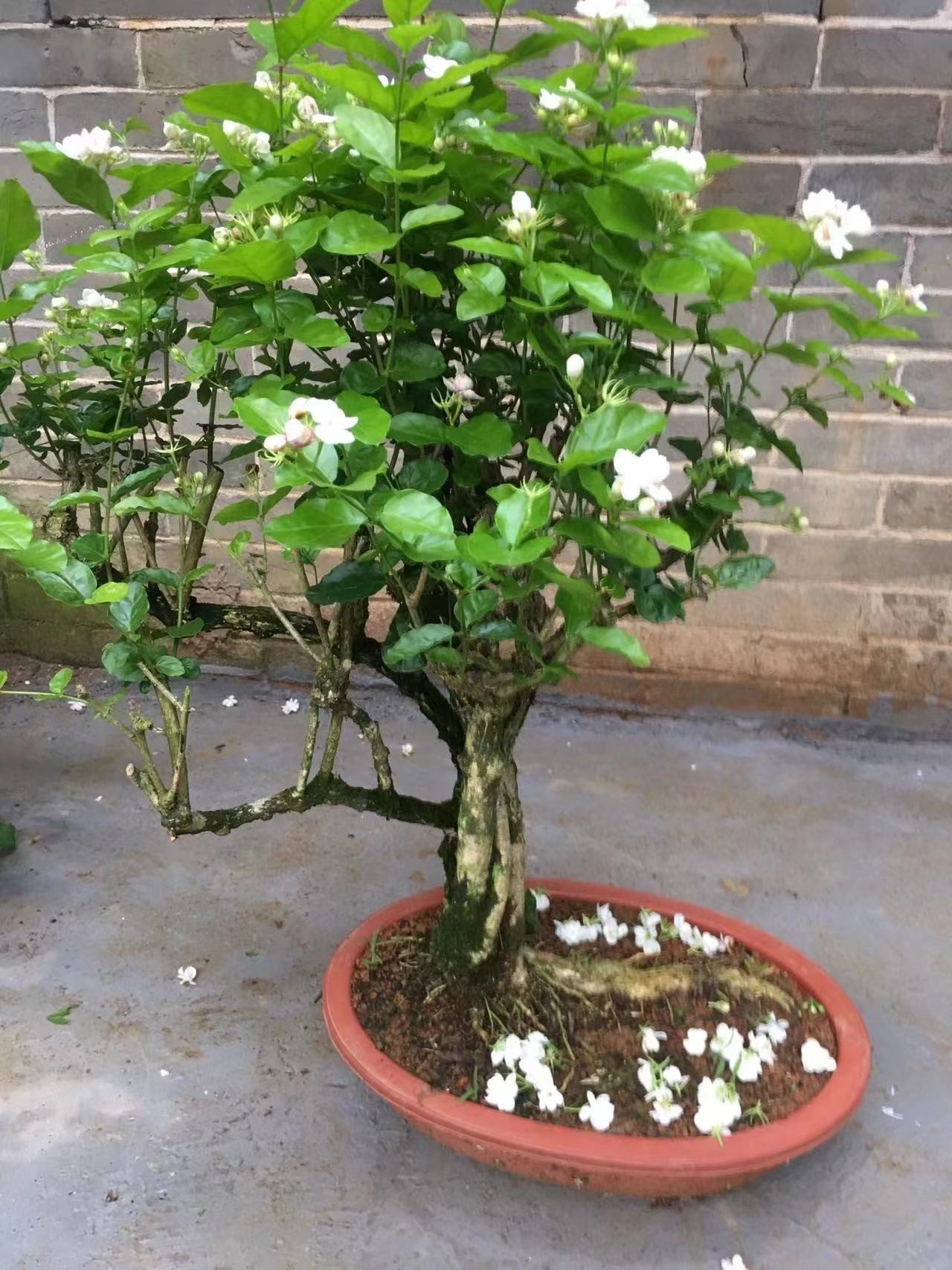 横州市香水茉莉花老桩盆栽驱蚊净化空气室内外阳台白色绿植绿色