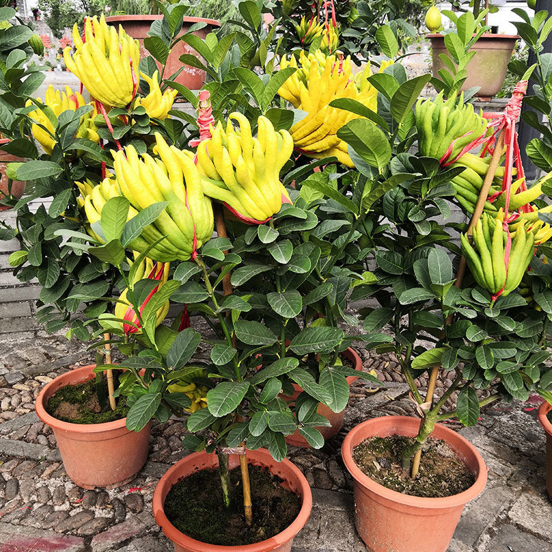 金华佛手花苗盆栽绿植花卉金佛手盆栽盆景室内阳台百搭绿植室外