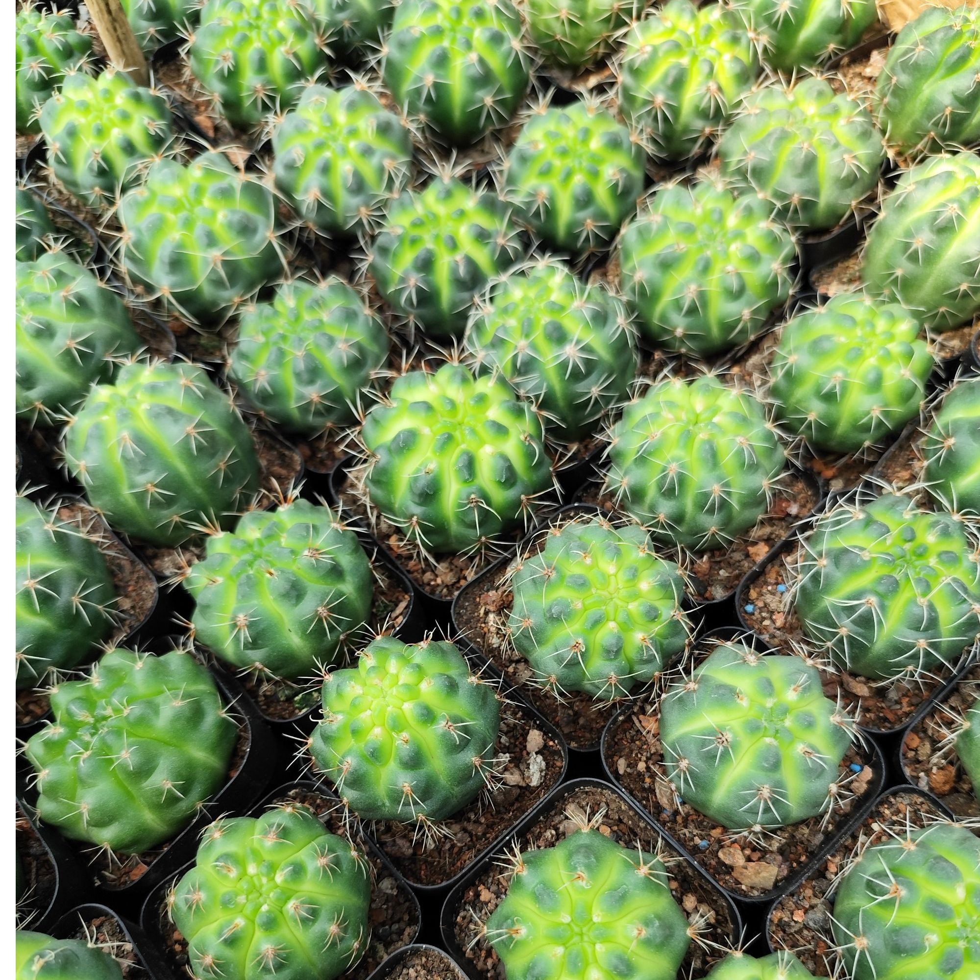 绯花玉仙人球室内办公室电脑桌面绿植好养多肉植物盆栽开花防辐射