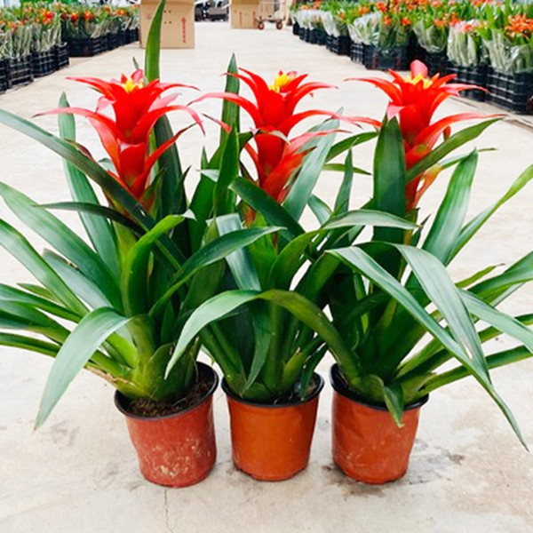 鸿运当头礼品盆栽凤梨花绿植花卉客厅室内办公植物空气四季开花