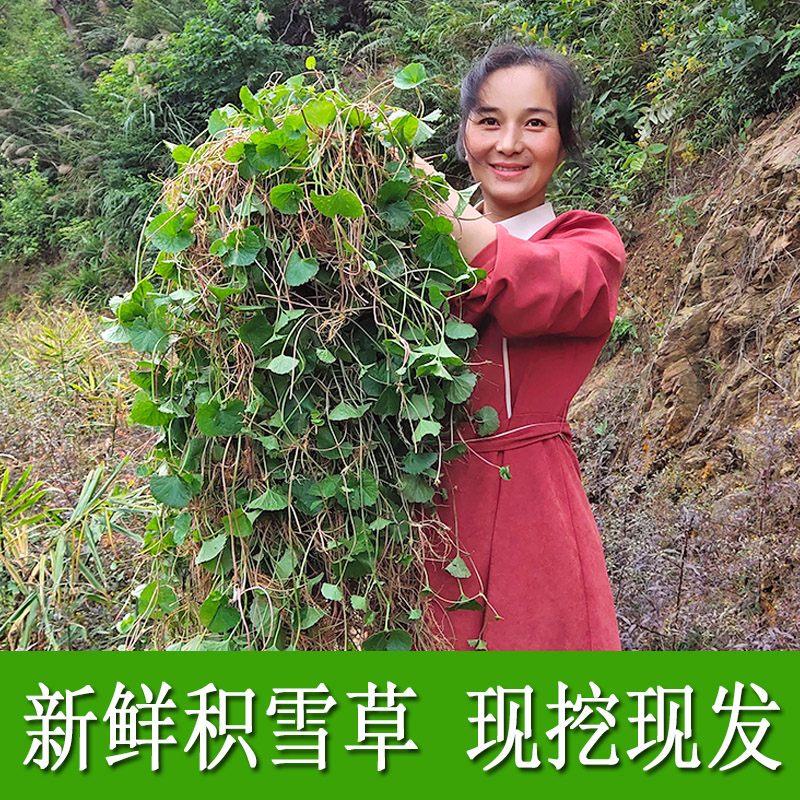 新鲜雷公根现挖积雪草广西野菜灯盏草崩大碗蚶壳草马蹄菜500g包邮