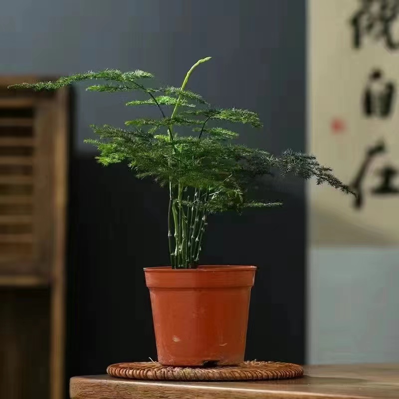 禅意舍得文竹盆栽植物室内花卉盆景客厅办公室桌好养云竹四季常青