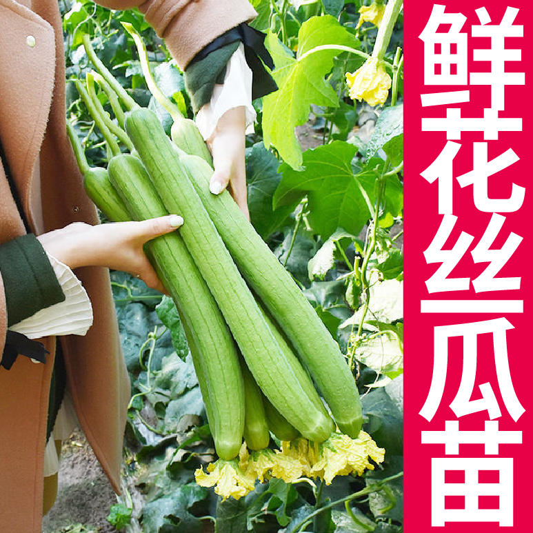 四季鲜花丝瓜秧苗高产盆栽阳台蔬菜苗顺直香丝瓜老品种易种苗秧