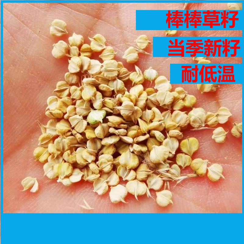 棒棒草籽小龙虾养殖水草苦梗草菵草水粺籽耐寒低温挺水水草种籽