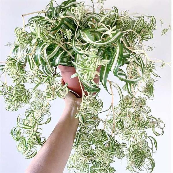 卷叶吊兰卷发女郎金边吊兰金心吊兰绿植盆栽净化空气吸甲醛室内