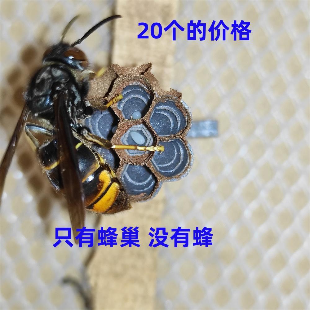 胡蜂3D蜂巢红娘金环大黑尾虎头蜂黄脚黑盾活动区养蜂人工模压蜂巢