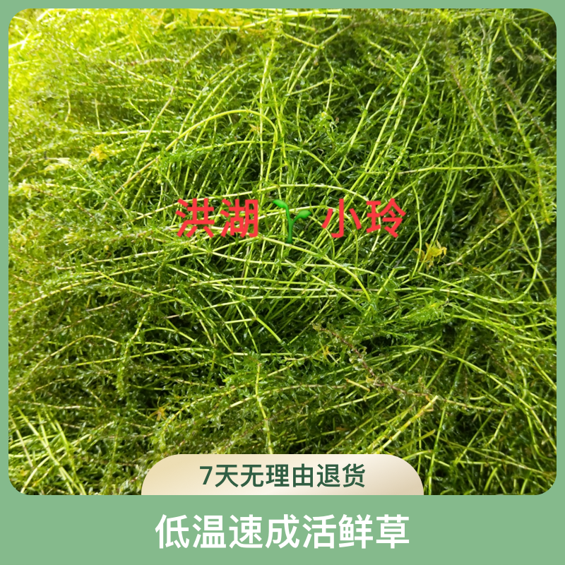 伊乐藻吃不败【20斤一份】 鱼虾蟹养殖水草低温速成活鲜草养虾高产