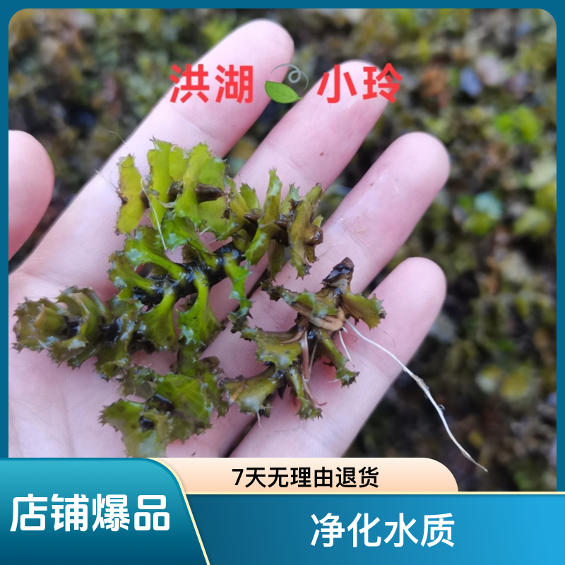 麦黄草籽 优选菹草种子虾草鱼虾蟹养殖耐低温水草净化水质