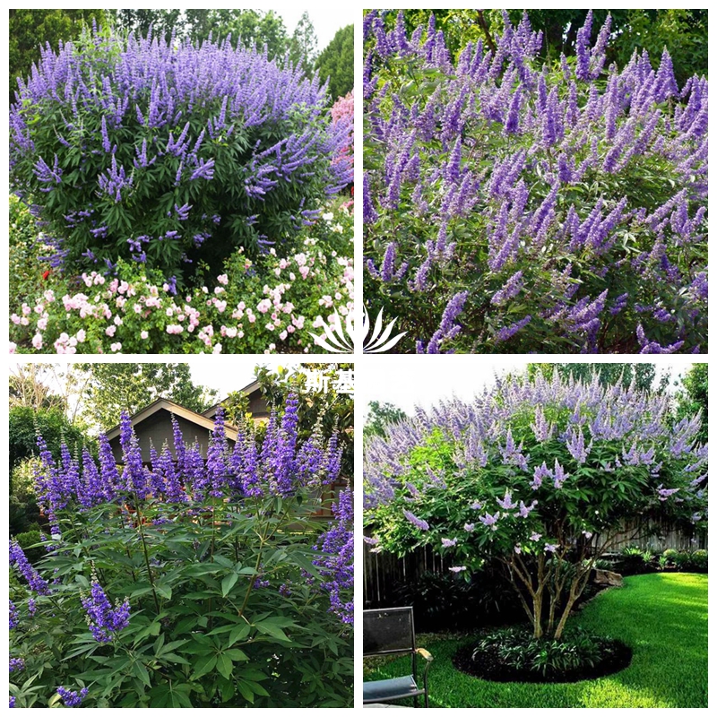 穗花牡荆花苗当年能开花大型蓝色花序花园木本植物苗耐寒抗冻耐热