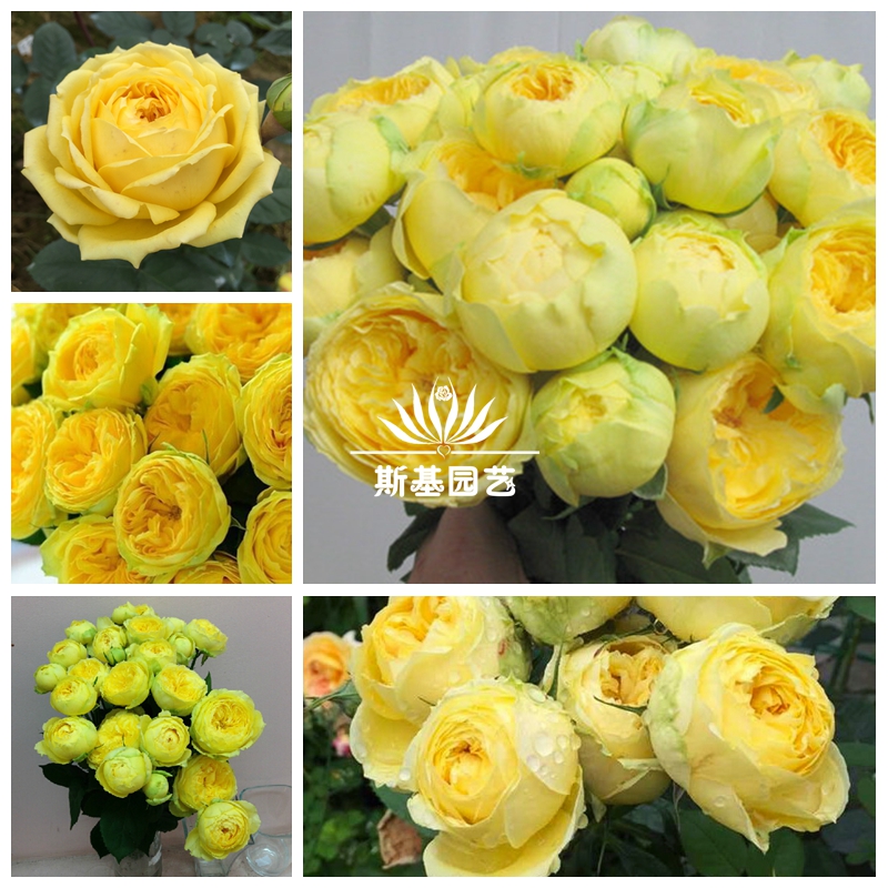 卡特琳娜月季日本纯黄包子切花扦插欧月盆栽多头四季开花小中大苗