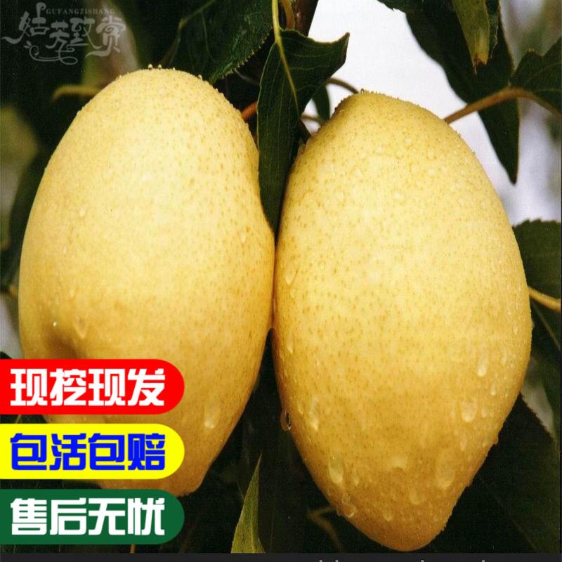 梨树嫁接苗 砀山白酥梨树苗 梨子树苗当年结果 南方北方种植果树