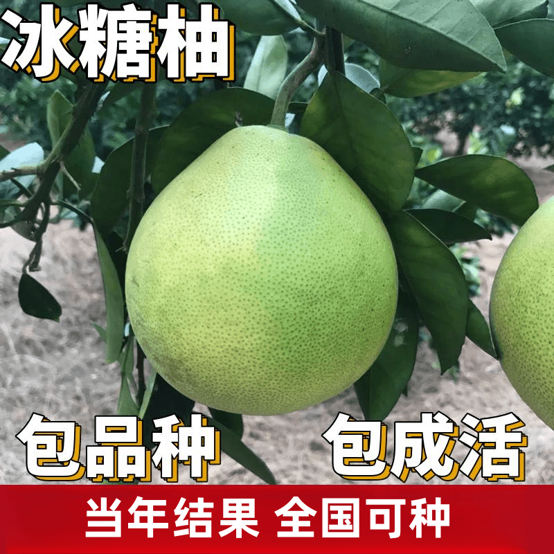 冰糖柚子树苗南北方地栽特大果树果苗盆栽嫁接白心蜜柚苗当年结果