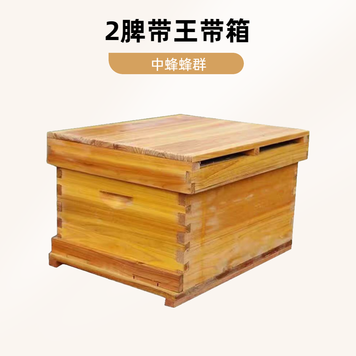 (买10箱专车送一箱)中蜂蜂群阿坝蜂王新手带箱全套中华蜂土蜂