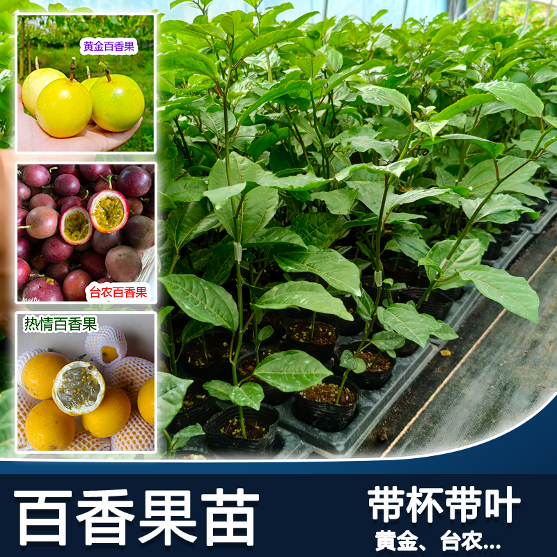 黄金百香果苗嫁接苗台农香蜜百香果苗带杯带叶发货