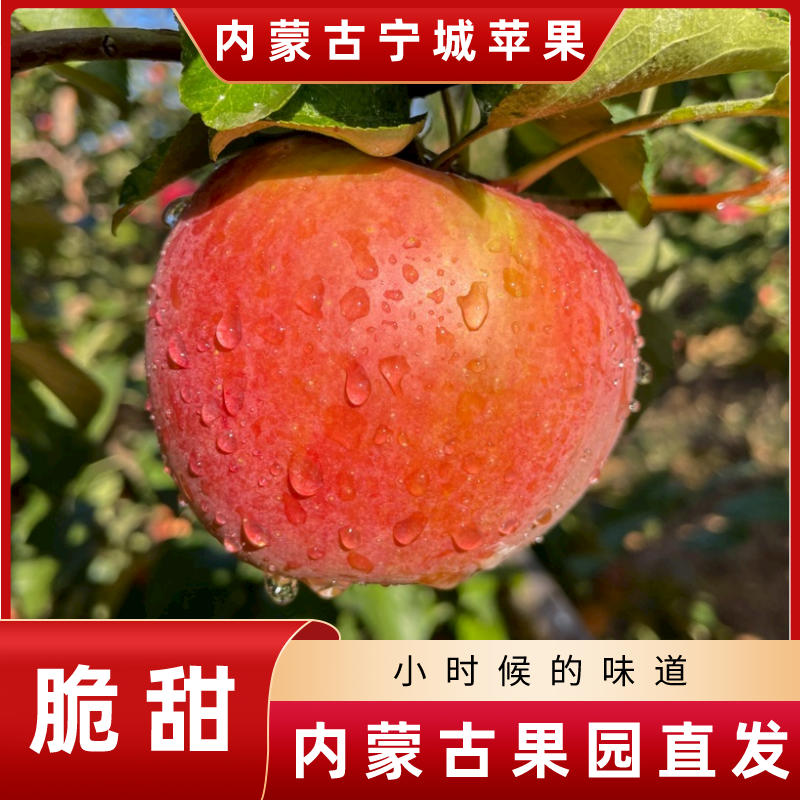 内蒙古赤峰宁城苹果赤峰宁城蒙富苹果【产地直发】脆甜多汁果香味浓