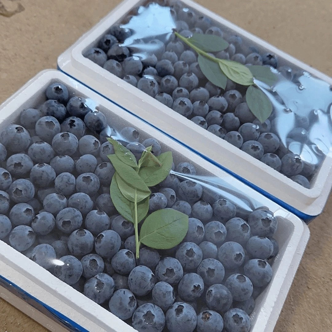 【冷链顺丰直发】蓝莓特大果18mm➕新鲜多汁 孕妇宝放心吃100克/含盒