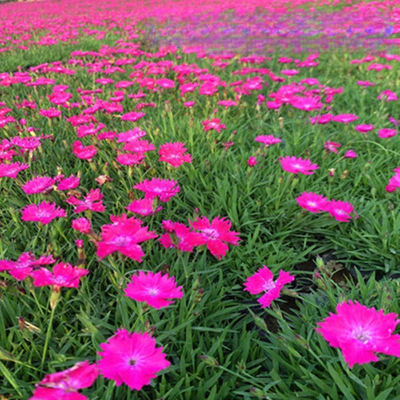 欧石竹花种初吻石竹种子草坪常夏石竹花籽石竹花盆栽