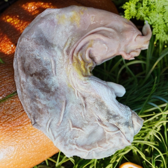 张家界跑山黑猪    猪肚/肥肠/板油      1.2~5斤