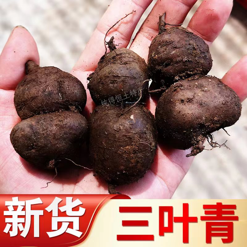 深山新鲜三叶青干货特产野外质量饱满金线吊葫芦石老鼠250~500克