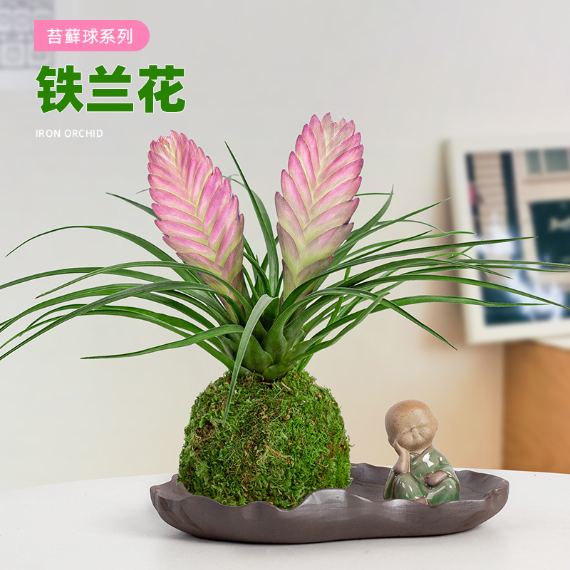 铁兰花盆栽带花剑发货水培花卉室内客厅办公桌面四季开花好养绿植