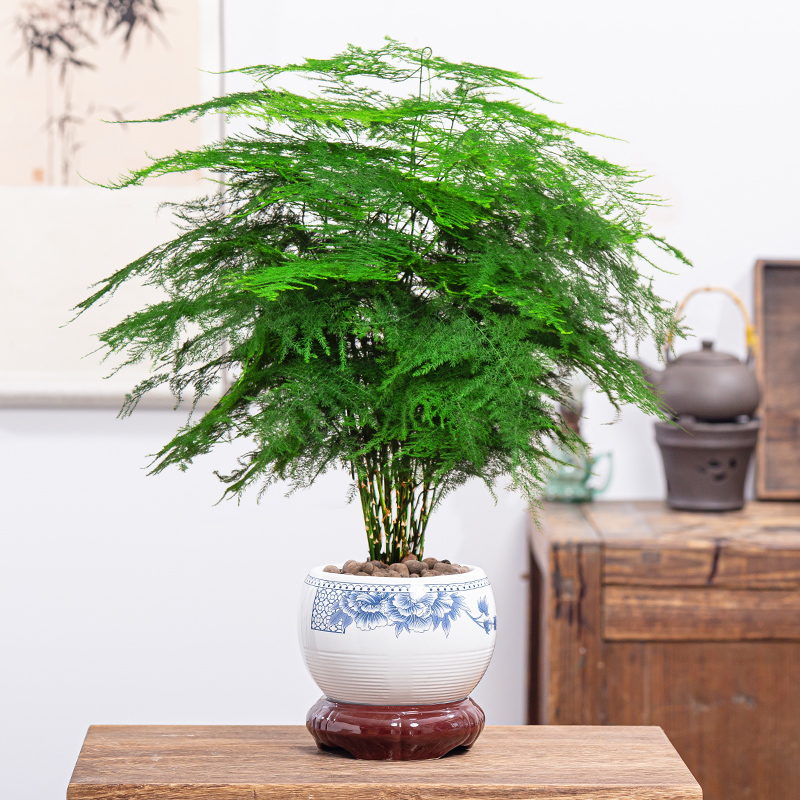 大文竹盆栽盆景植物室内办公桌客厅花卉净化空气四季常青好养绿植