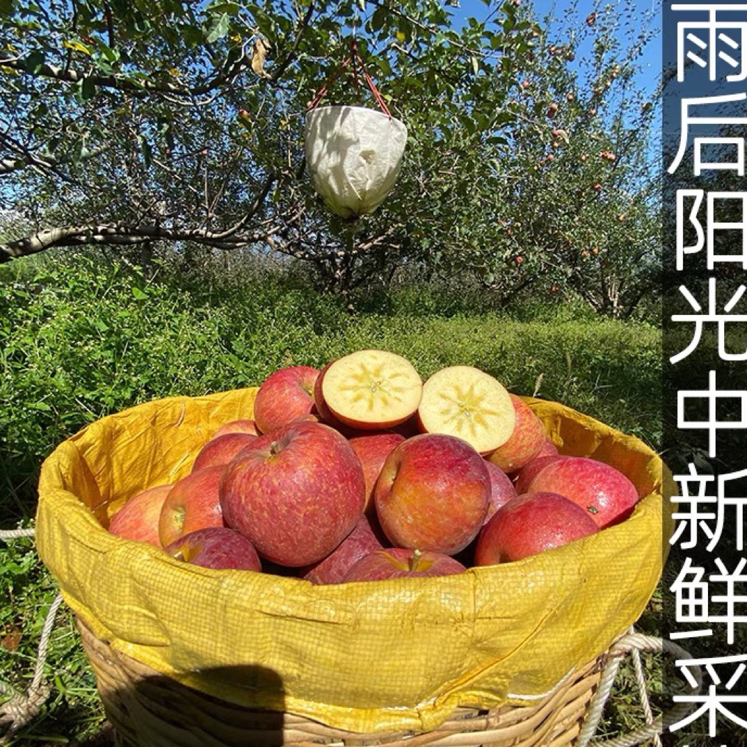 （试吃款）大凉山盐源糖心丑苹果小果，产地新鲜采摘发货，