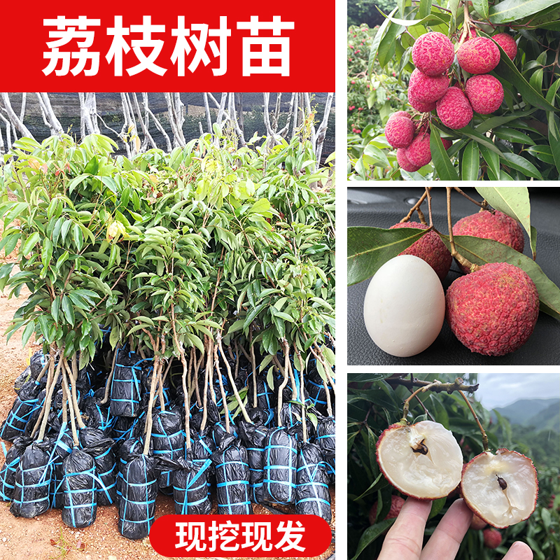 无核荔枝冰荔越州红桂花香妃子笑桂味仙进奉荔枝苗