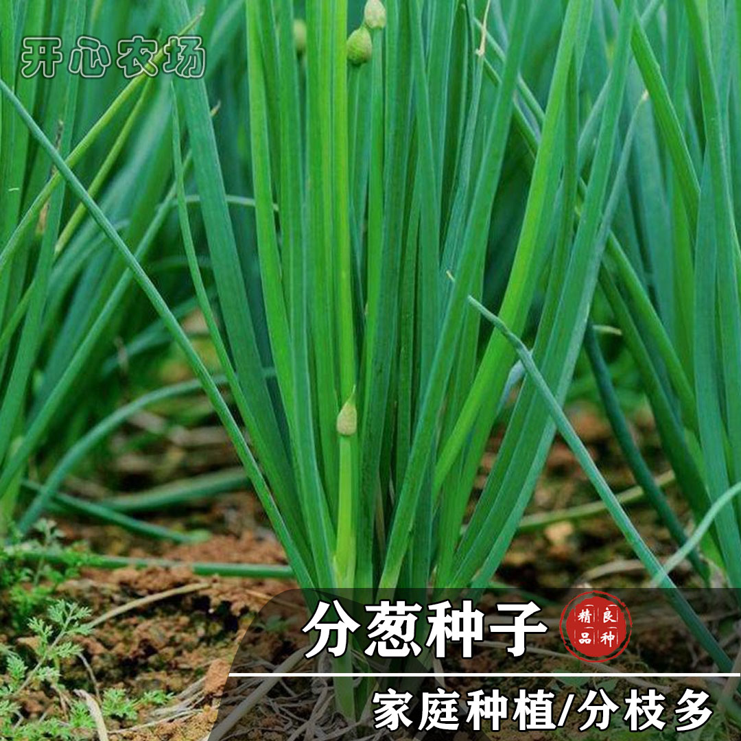 分多多分葱种子香甜口感产量高家庭小院种植蔬菜四季简单播种种苗