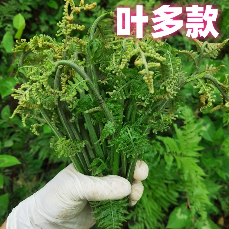 【鲜嫩摘】广西玉林水蕨菜新鲜野菜现摘200g蕨菜叶多款蕨菜