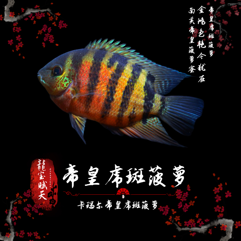 帝皇虎斑菠萝鱼 卡瑞尔虎斑热带观赏鱼 中小型观赏鱼水族活体
