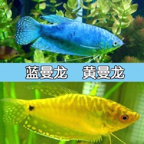 黄曼龙蓝曼龙曼龙鱼五彩丽丽珍珠马甲活体热带观赏鱼淡水好养耐活