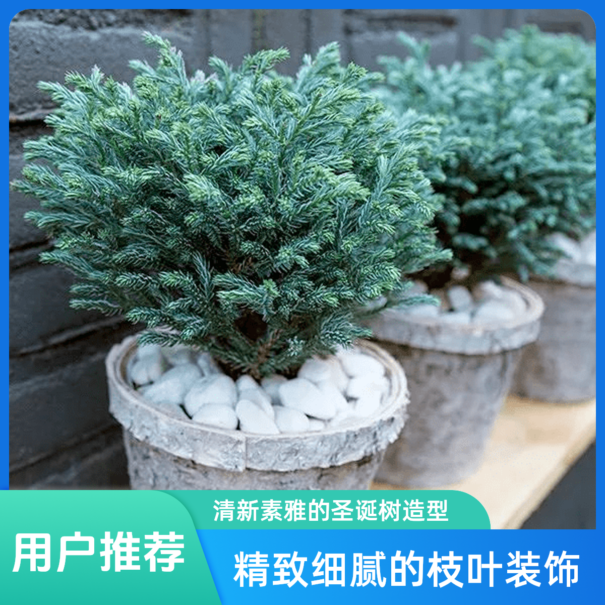 蓝色波尔瓦四季常青植物